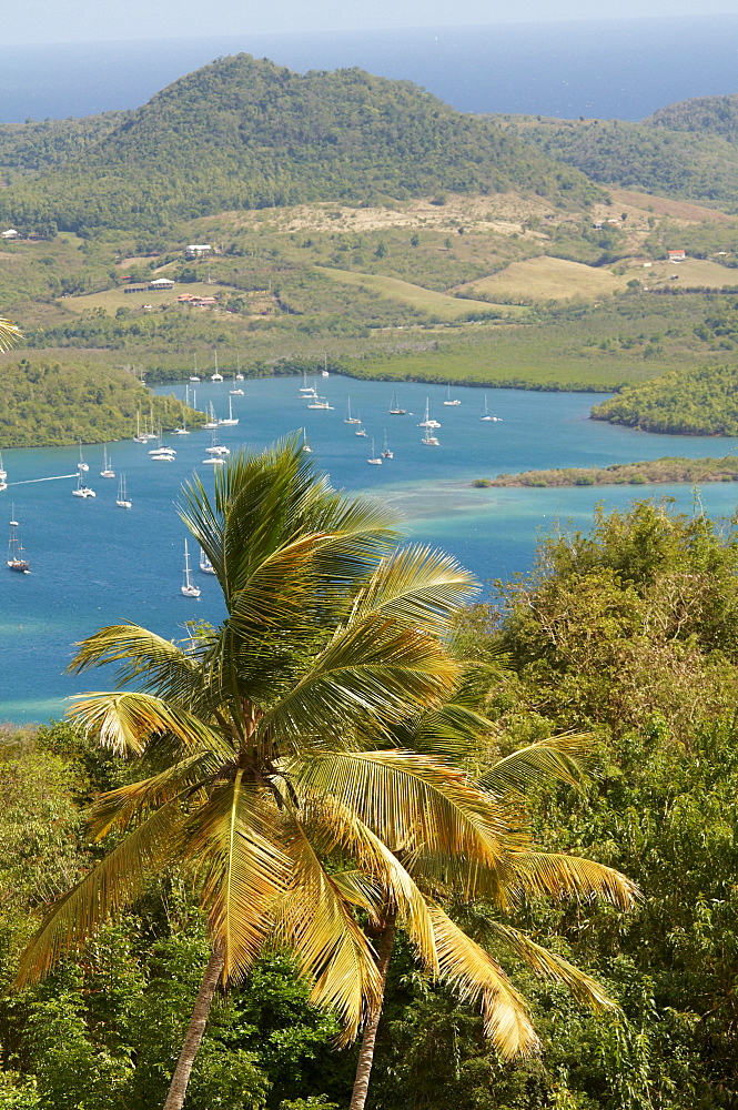 View over palm trees, Cul de Sac Du Marin, Martinique, French Overseas Department, Windward Islands, West Indies, Caribbean, Central America