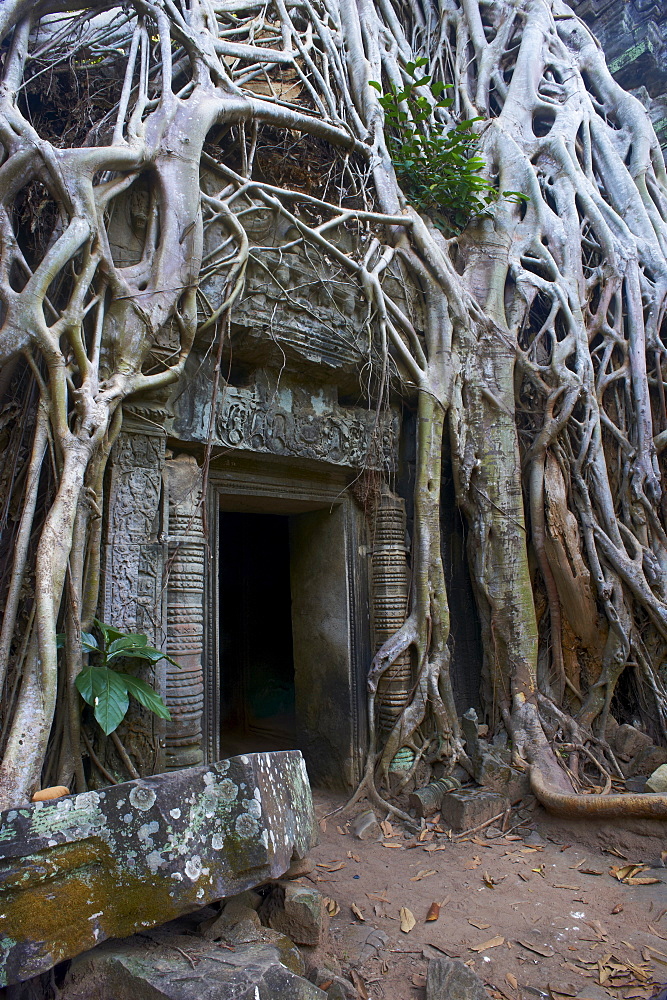 Tree roots around entrance to Ta Prohm temple built in 1186 by King Jayavarman VII, Angkor, UNESCO World Heritage Site, Siem Reap, Cambodia, Indochina, Southeast Asia, Asia