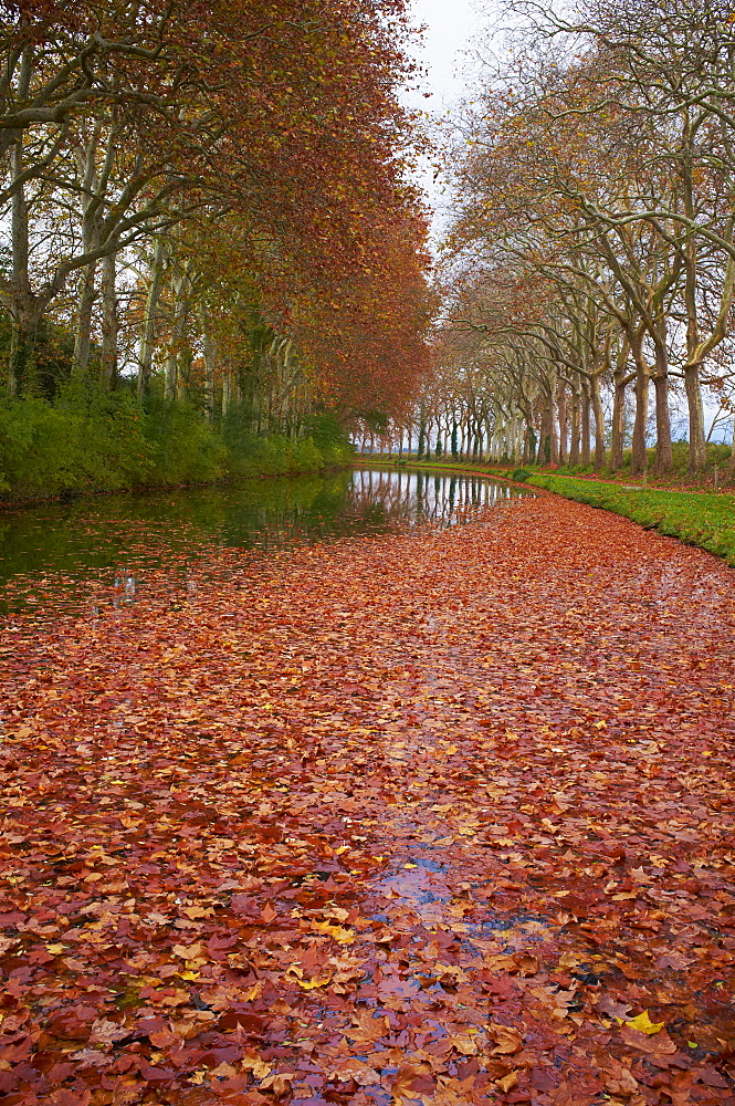 Yellow and red leaves in autumn along the Canal du Midi, UNESCO World Heritage Site, Aude, Languedoc-Roussillon, France, Europe