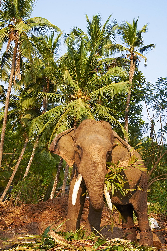 Guruvayur, elephant center, training for the temple parade, Kerala, India, Asia