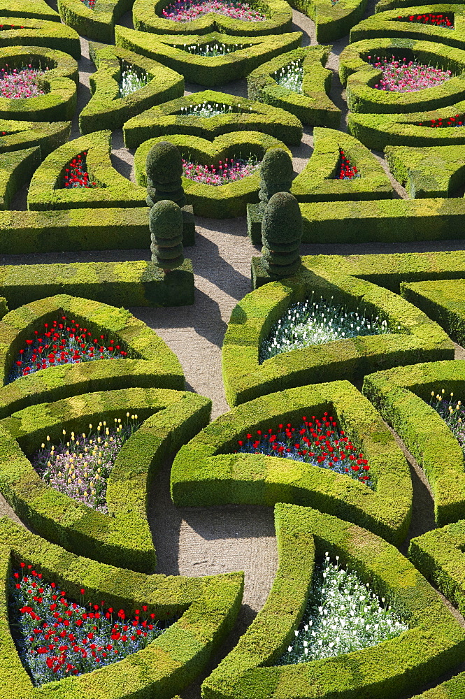 Formal garden at the Chateau de Villandry, UNESCO World Heritage Site, Loire Valley, Indre et Loire, France, Europe