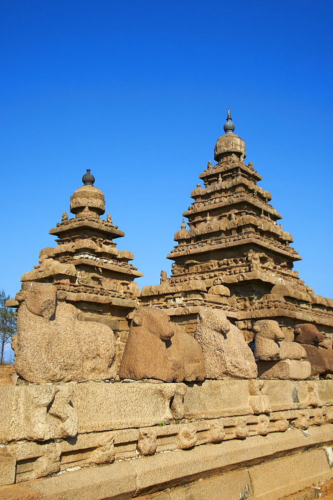 The Shore Temple, Mamallapuram (Mahabalipuram), UNESCO World Heritage Site, Tamil Nadu, India, Asia