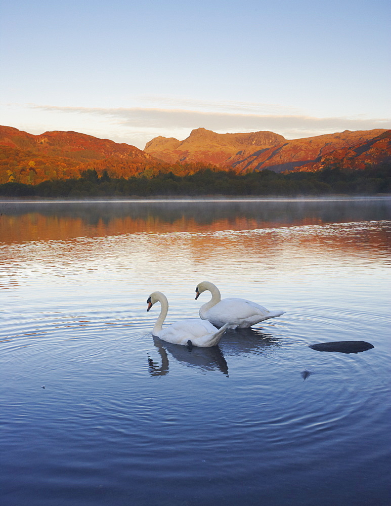 An autumn morning with swans on Elterwater, Lake District National Park, Cumbria, England, United Kingdom, Europe