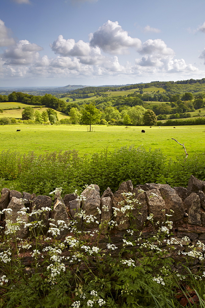 A summer scene in the Cotswold countryside near Saintbury, Gloucestershire, The Cotswolds, England, United Kingdom, Europe