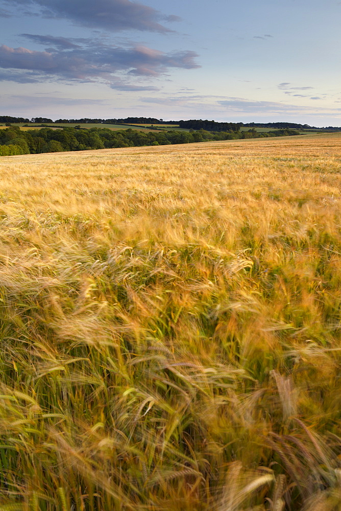 A summer evening in countryside at Sedgeford, Norfolk, England, United Kingdom, Europe