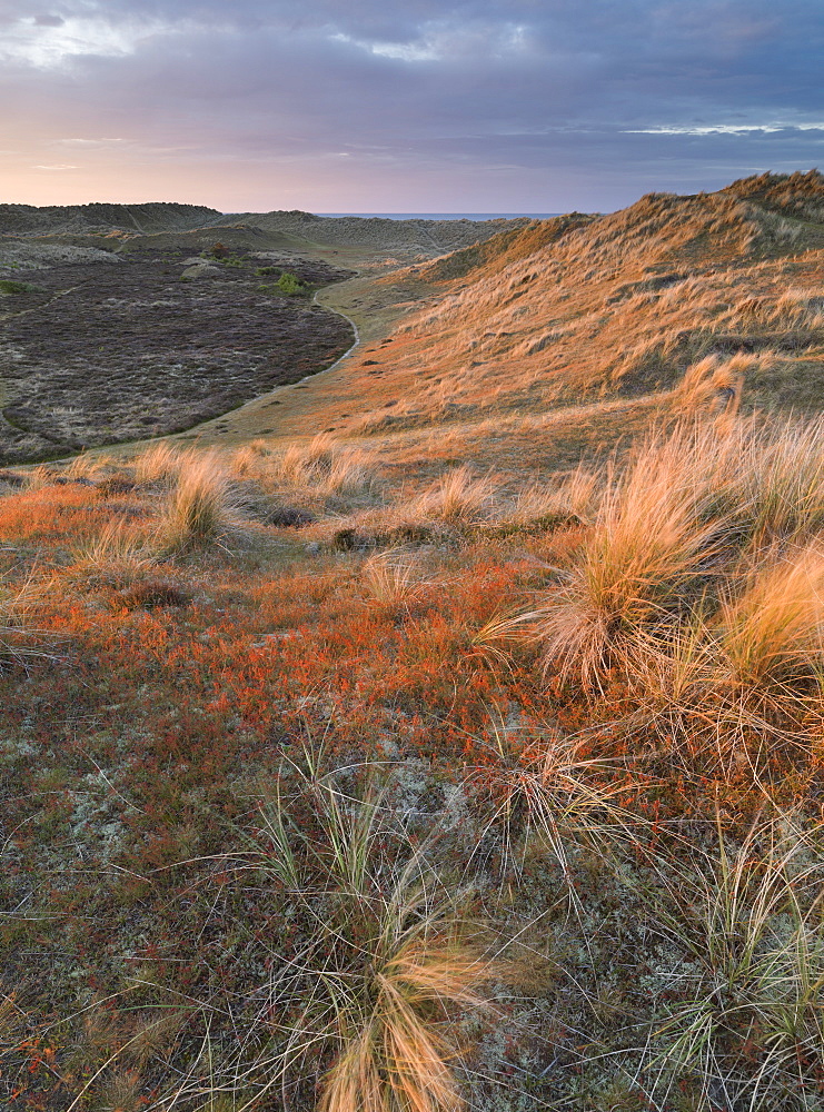 Beautiful light on the dunes on a winter evening at Winterton, Norfolk, England, United Kingdom, Europe