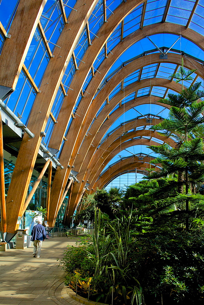 Winter Gardens, Sheffield, South Yorkshire, Yorkshire, England, United Kingdom, Europe