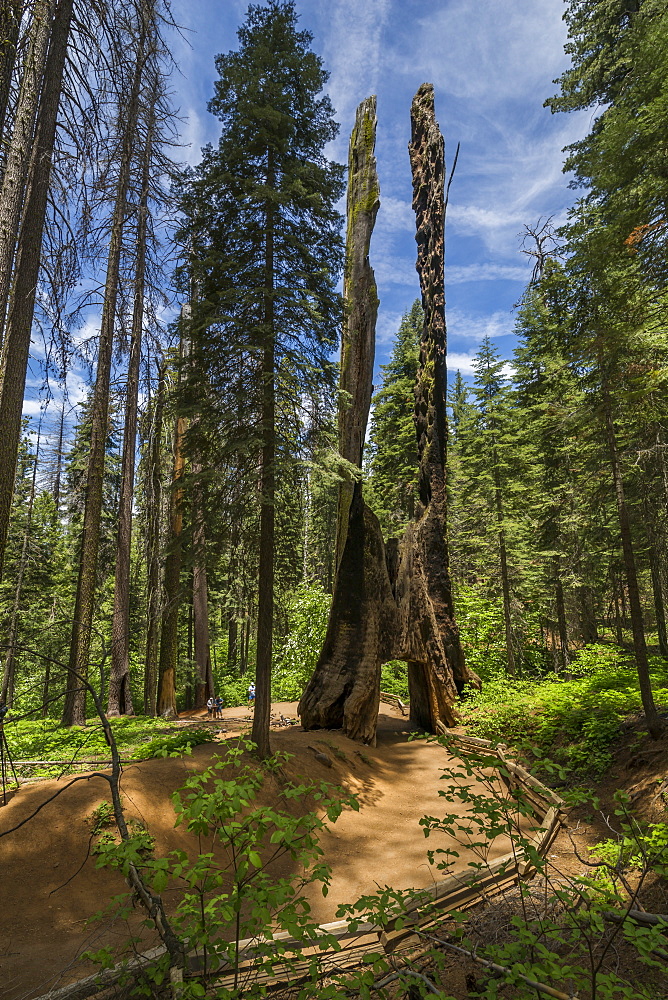 View of Giant Sequoias tree in Tuolumne Grove Trail, Yosemite National Park, UNESCO World Heritage Site, California, United States of America, North America