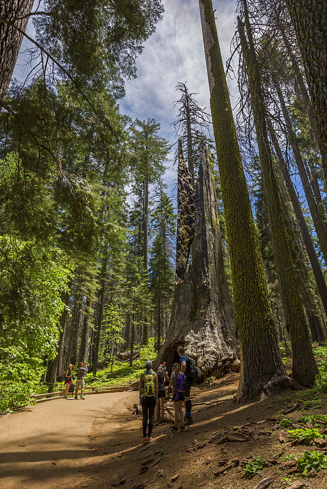 View of Giant Sequoias tree in Tuolumne Grove Trail, Yosemite National Park, UNESCO World Heritage Site, California, United States of America, North America