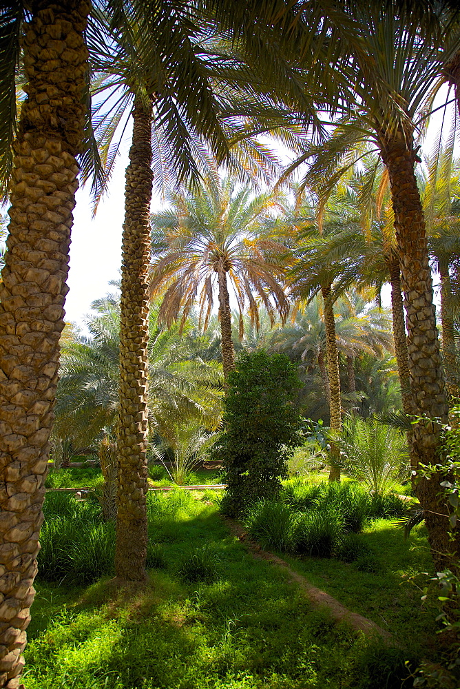 Oasis, Al Ain, Abu Dhabi, United Arab Emirates, Middle East 