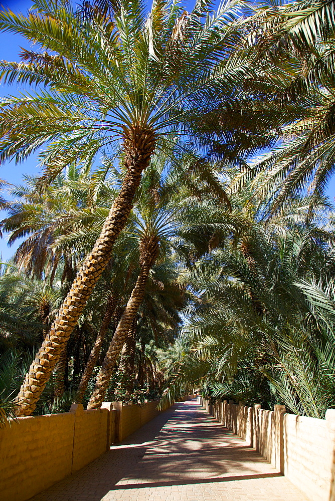 Oasis, Al Ain, Abu Dhabi, United Arab Emirates, Middle East 