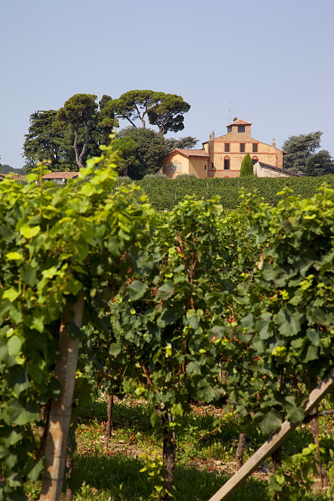 Vineyard near Parma, Emilia Romagna, Italy, Europe