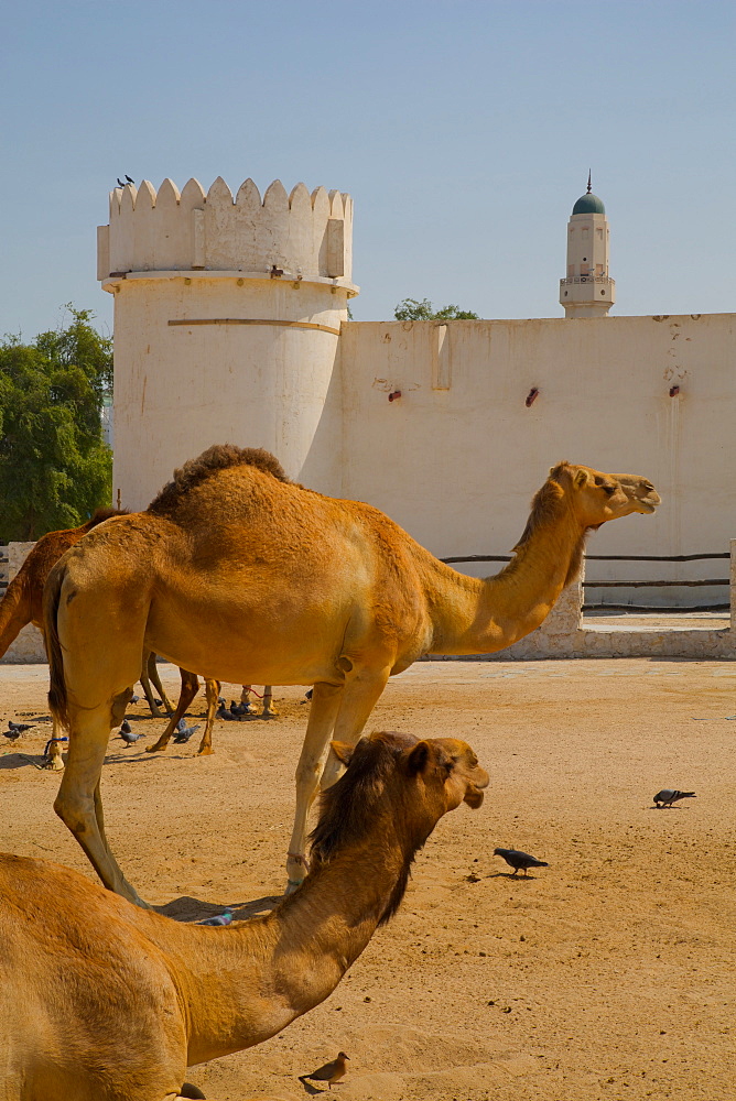 Camels in Camel Souq, Waqif Souq, Doha, Qatar, Middle East