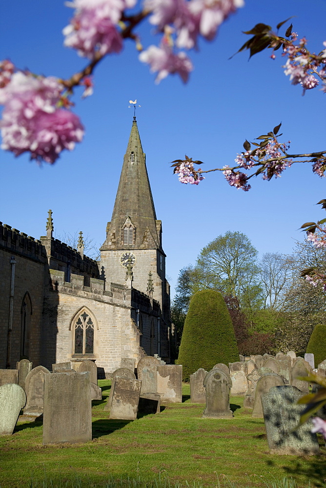 Baslow Parish Church and spring cherry blossom, Derbyshire, England, United Kingdom, Europe