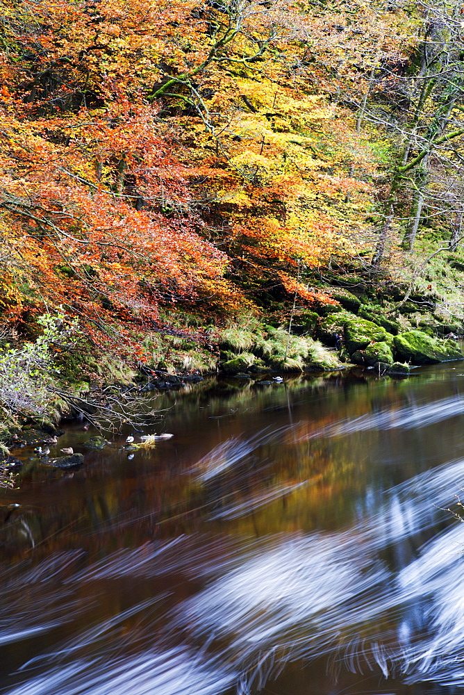 Autumn colours by the River Wharfe in Strid Wood, Bolton Abbey, Yorkshire, England, United Kingdom, Europe