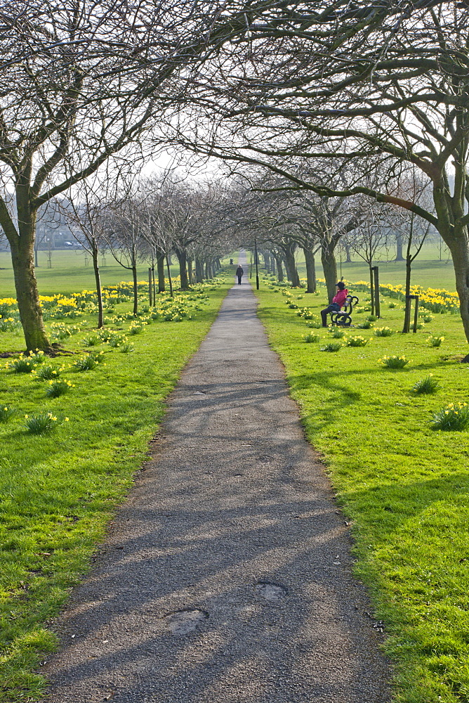 Daffodils on The Stray, Harrogate, North Yorkshire, England