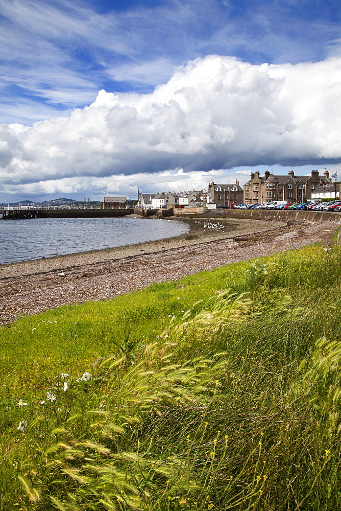 Windswept grasses by the shingle beach at Broughty Ferry, Dundee, Scotland, United Kingdom, Europe