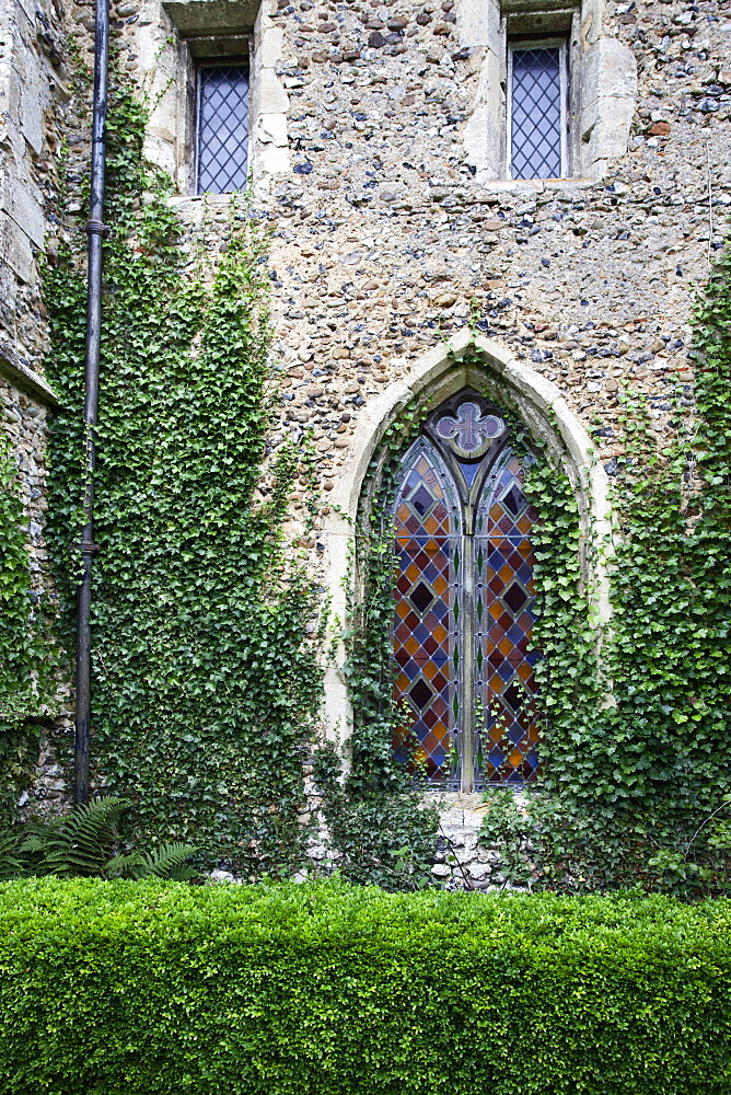 Ivy on the church at Clare Priory, Clare, Suffolk, England, United Kingdom, Europe