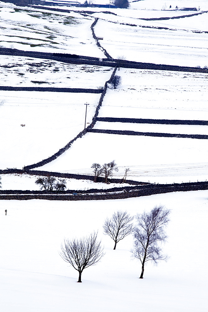 Winter fields near Burnsall, Yorkshire, England, United Kingdom, Europe 