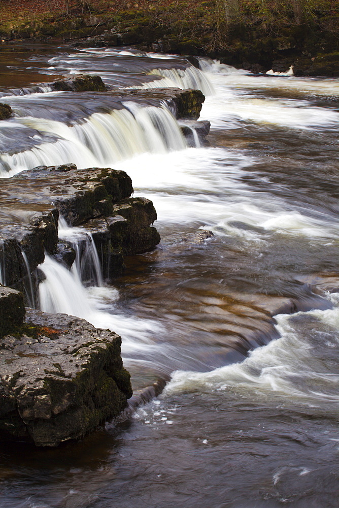 Redmire Force on the River Ure, Wensleydale, Yorkshire Dales, Yorkshire, England, United Kingdom, Europe 