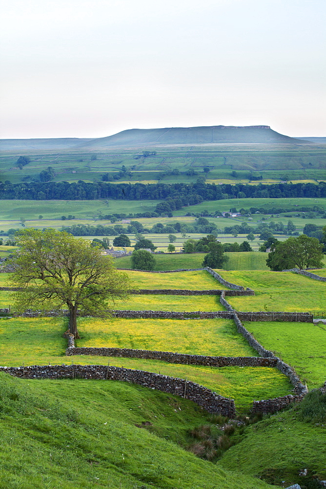 Addleborough from above Askrigg at dusk in summer, Wensleydale, Yorkshire Dales National Park, Yorkshire, England, United Kingdom, Europe 