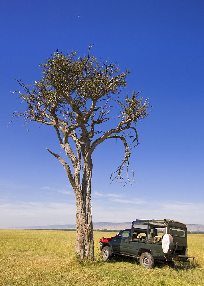 A peaceful picnic stop in the Masai Mara, Kenya, East Africa, Africa