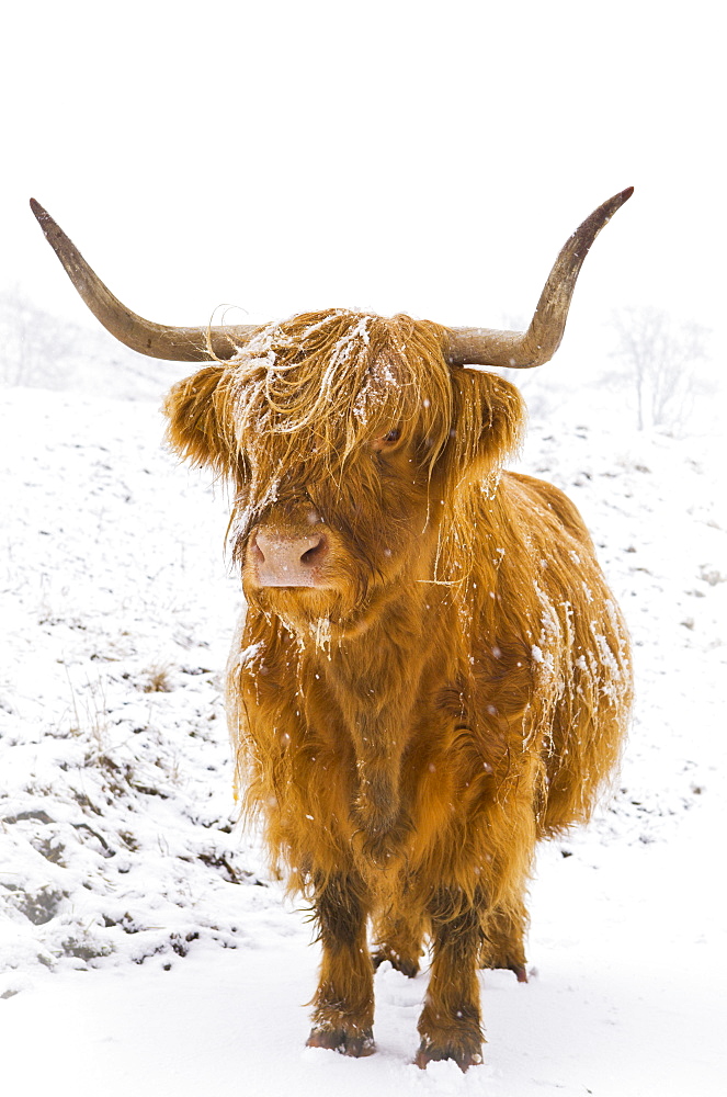 Highland cow in winter snow, Yorkshire Dales, Yorkshire, England, United Kingdom, Europe