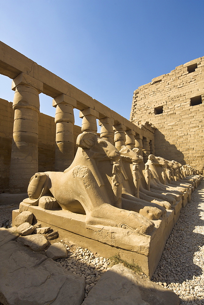 Ram headed sphinxes beyond the first pylon at Karnak Temple, Karnak, Thebes, UNESCO World Heritage Site, Egypt, North Africa, Africa