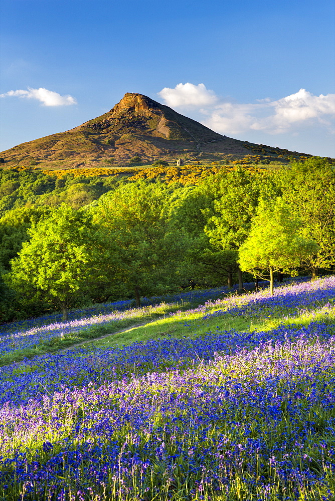 Evening light over the bluebells at Newton Wood, Roseberry Topping, Great Ayton, North Yorkshire, Yorkshire, England, United Kingdom, Europe