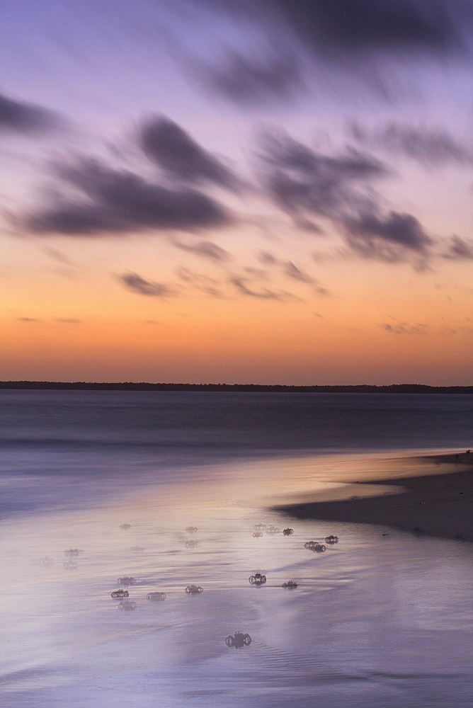 Ghost crabs at dusk on Kizingo beach, Lamu Island, Kenya, East Africa, Africa