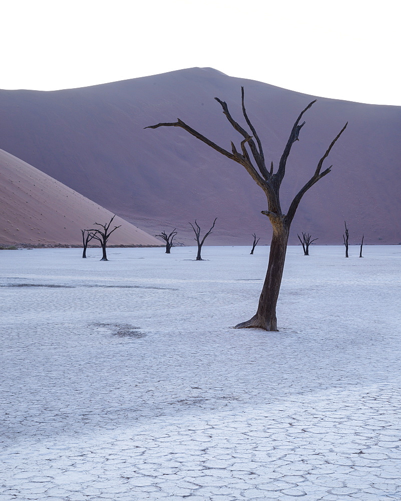 First light in the pan at Deadvlei, Namib Naukluft, Namibia, Africa