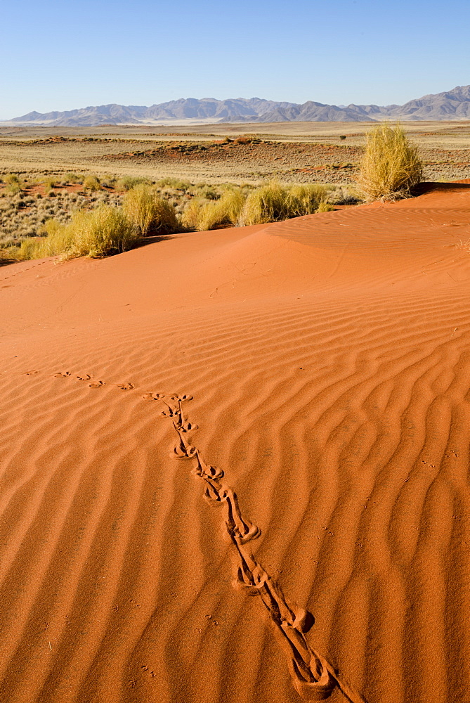 Tracks in the sand dunes, NamibRand Nature Reserve, Namib Desert, Namibia, Africa 