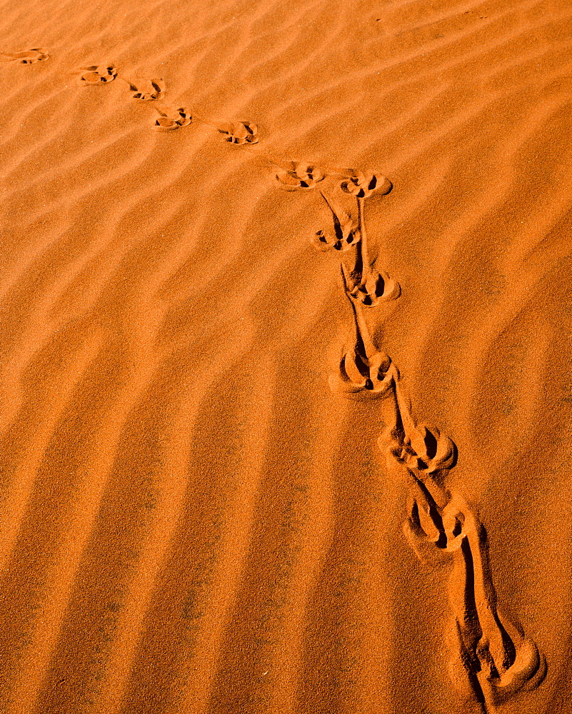 Tracks in the sand dunes, NamibRand Nature Reserve, Namib Desert, Namibia, Africa