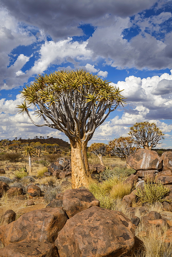 Quiver tree (kokerboom) (Aloe dichotoma) at the Quiver Tree Forest, Keetmanshoop, Namibia, Africa 