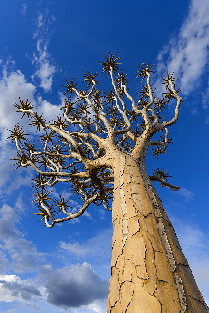 Quiver tree (kokerboom) (Aloe dichotoma) at the Quiver Tree Forest, Keetmanshoop, Namibia, Africa 