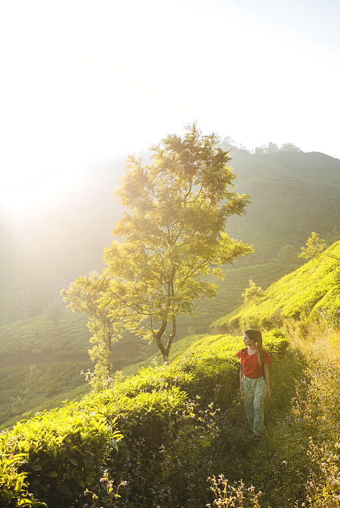 Tea Plantations near Munnar, Kerala, India, South Asia