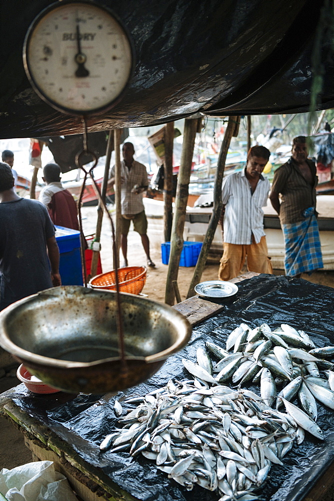 Fish market at dawn, Galle, South Coast, Sri Lanka, Asia