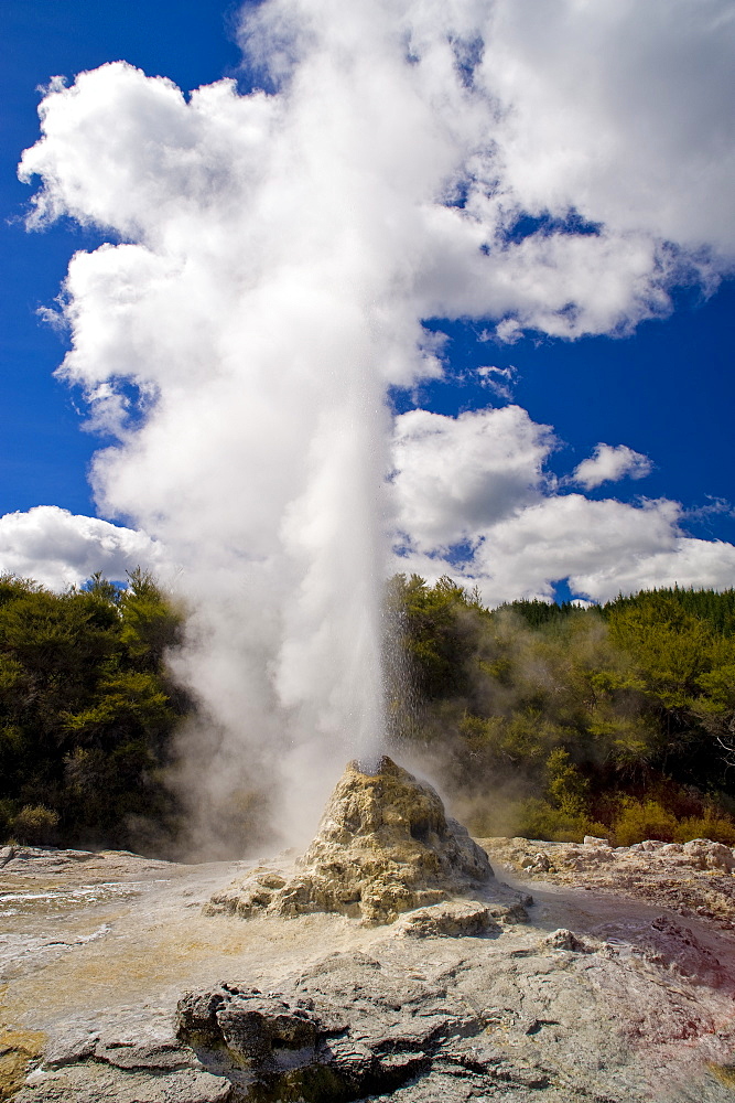 Lady Knox Geyser, Wai-O-Tapu Thermal Wonderland, North Island, New Zealand, Pacific