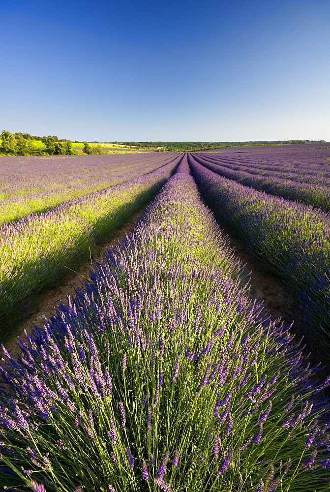 Lavender Fields, Provence, France, Europe