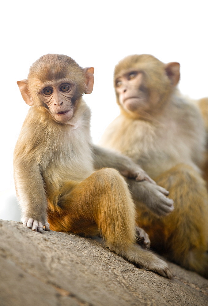 Monkeys at Pashupatinath Temple, Kathmandu, Nepal, Asia