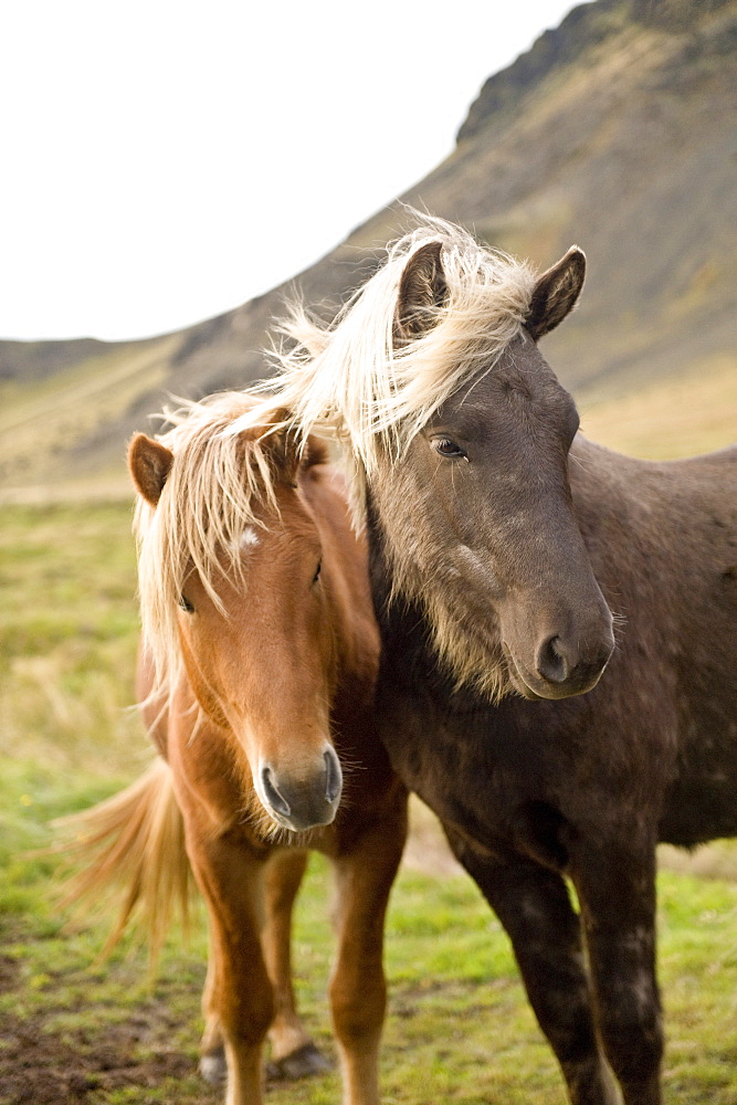 Horses, South Iceland, Polar Regions 