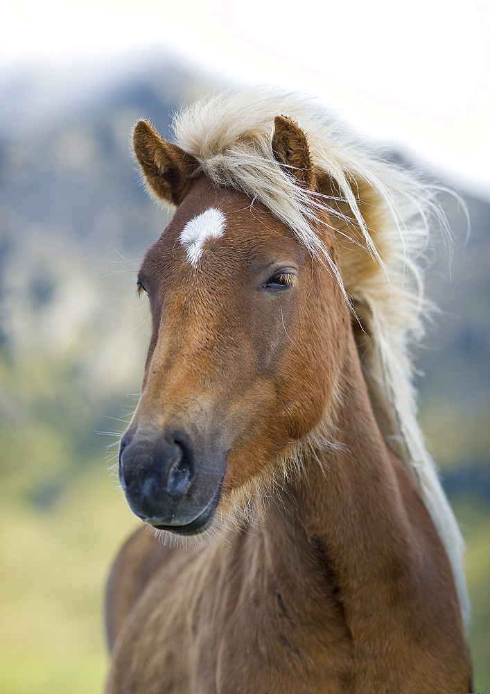 Wild horse, Iceland, Polar Regions 