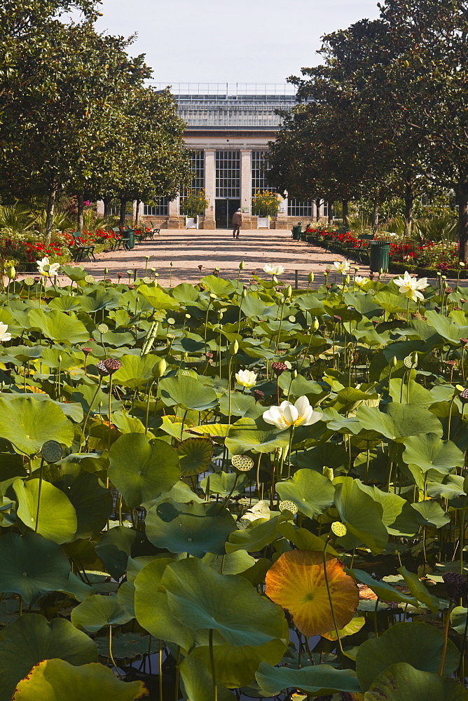 Water lilies in the Jardins Botanique (Botanical Gardens), Tours, Indre et Loire, Centre, France, Europe