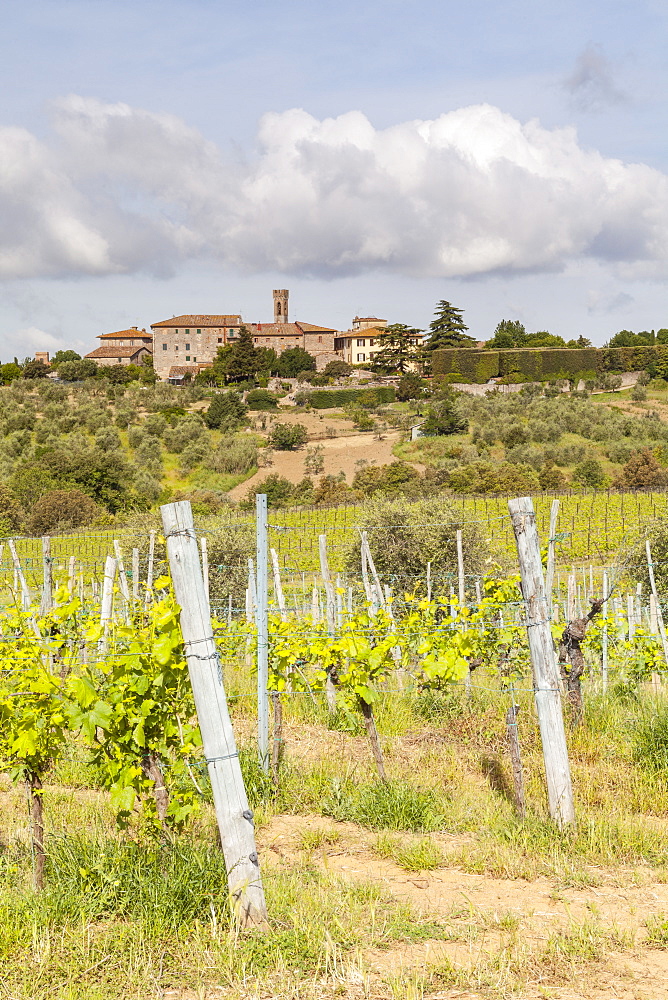 Vineyards near to Villa a Sesta, Chianti, Tuscany, Italy, Europe