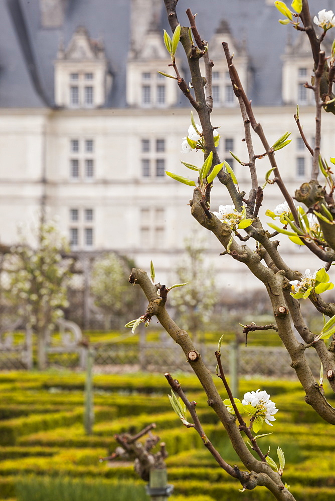 Symmetrically beautiful gardens at the chateau of Villandry, UNESCO World Heritage Site, Loire Valley, Indre et Loire, Centre, France, Europe