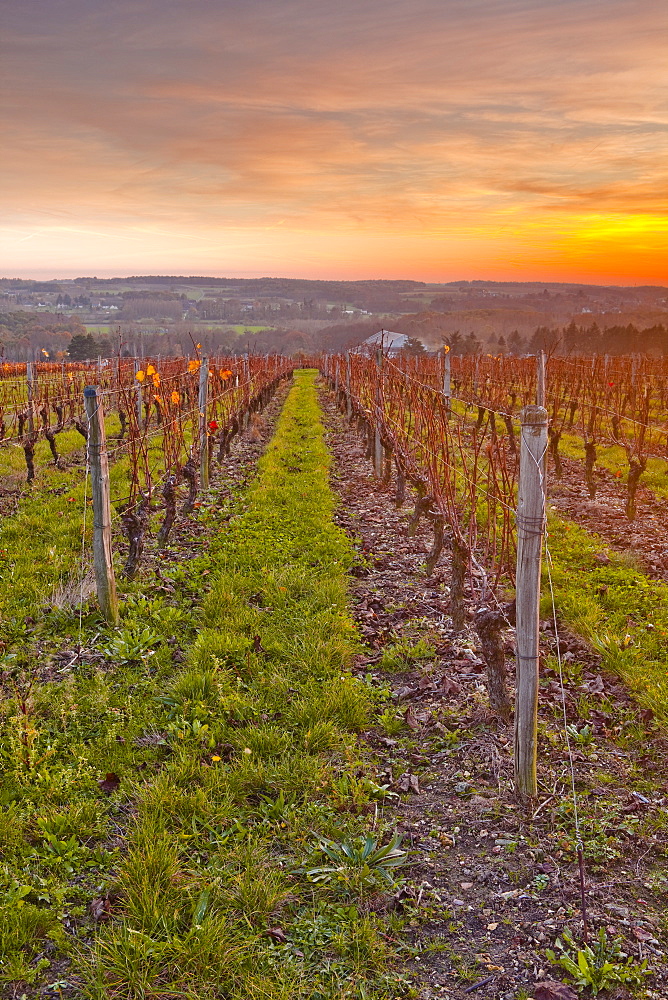 The vineyards of Chenonceaux in the Loire Valley, Indre-et-Loire, Centre, France, Europe