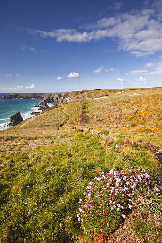 Looking down to the Bedruthan Steps on the north Cornwall coastline, Cornwall, England, United Kingdom, Europe