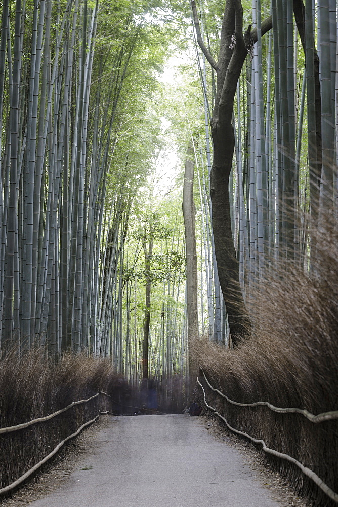 The Arashiyama Bamboo Grove in Kyoto, Japan, Asia