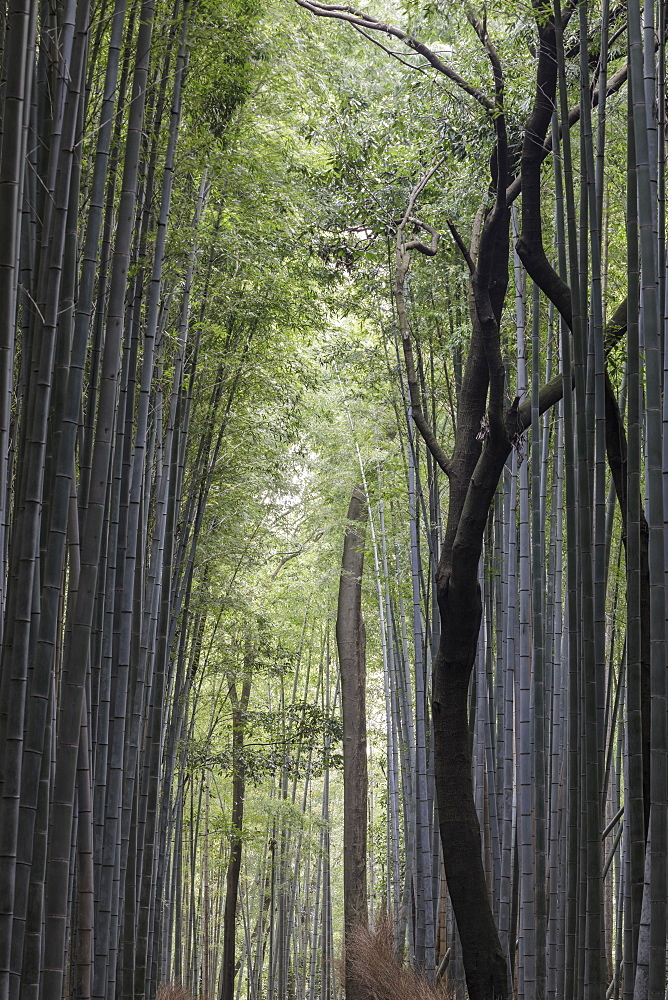 The Arashiyama Bamboo Grove in Kyoto, Japan, Asia