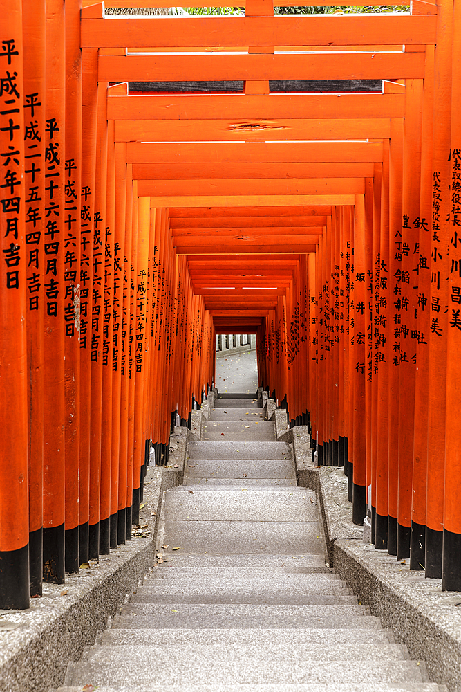 Torii gates at Hie Shrine in Chiyoda, Tokyo, Japan, Asia